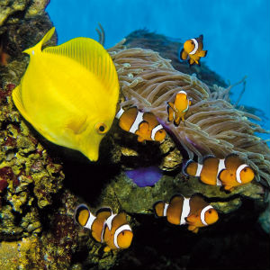 Acquario tropicale