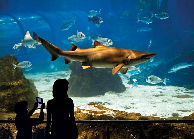 L acquario Di Barcellona Info Biglietti Immersione Con Gli Squali