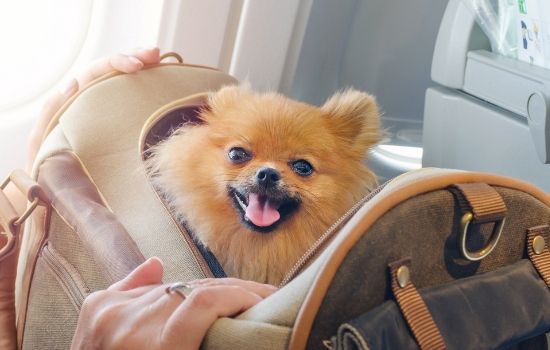 Raggiungere Barcellona in aereo con il proprio cane