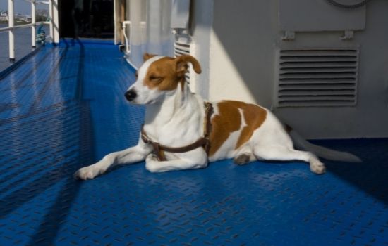 Raggiungere Barcellona in nave con il proprio cane