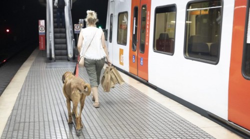 Cane su treno FGC Barcellona