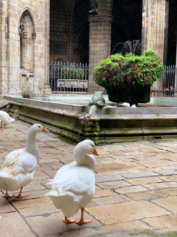 Chiostro della Cattedrale di Barcellona