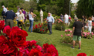 Roses Noves International Contest