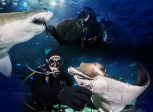 L acquario Di Barcellona Info Biglietti Immersione Con Gli Squali