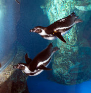 Pinguini all'acquario di Barcellona