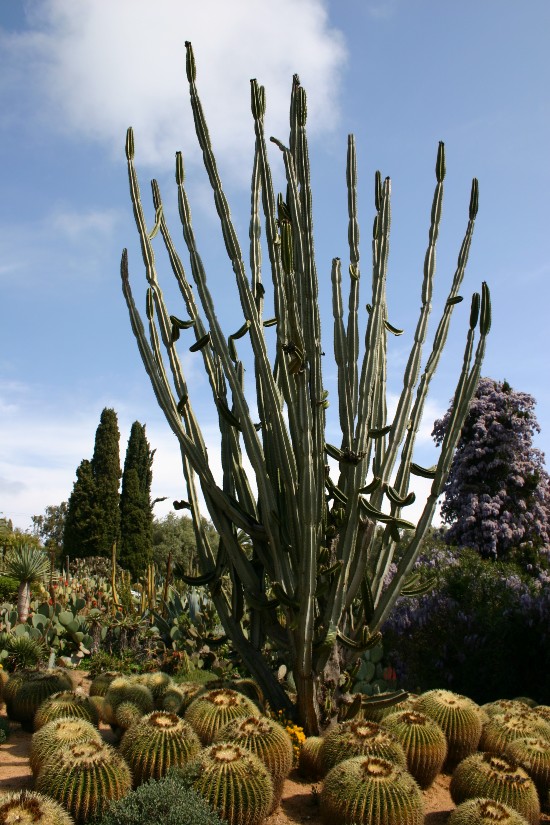 Giardino di Pynia de Rosa