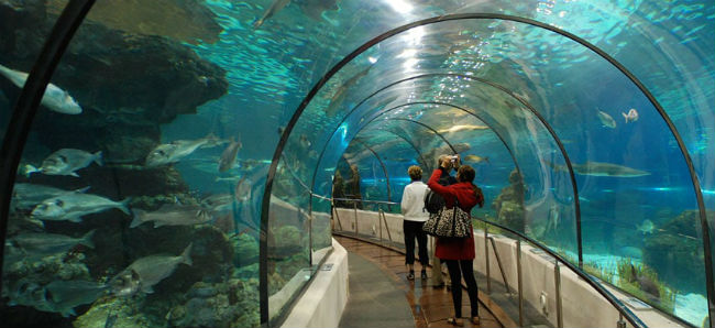 Tunnel sottomarino Oceanarium