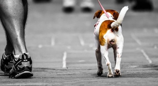 Barcellona con il cane