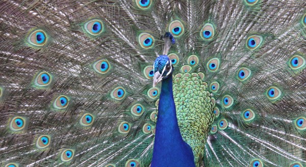 Zoo di Barcellona, pavone